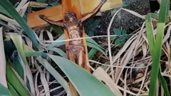 চালান কার্ভি ইটালিয়ান মিলফ নিকোলেট্টা দূতাবাস একটি নোংরা টক ভায়িউর ভিডিওতে ক্রুশবিদ্ধ হয়ে পিস করে
